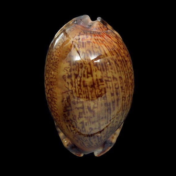 arabica 66,5mm RUSTY