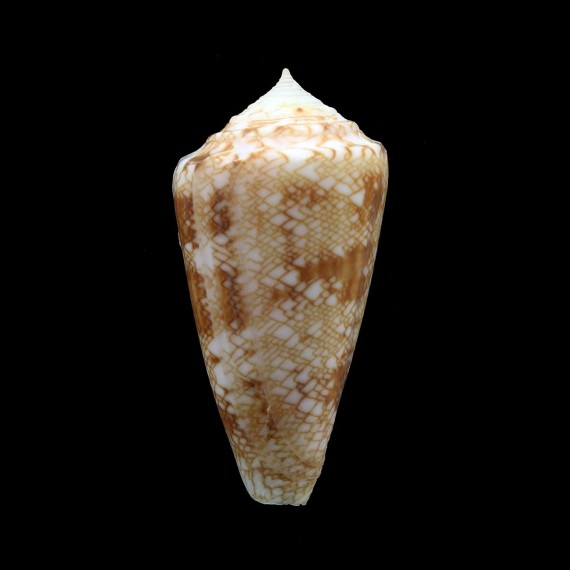 glorioceanus 42,5mm