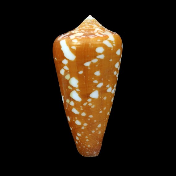 crocatus 54,1mm