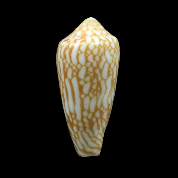 episcopus mauritiensis 43,0mm