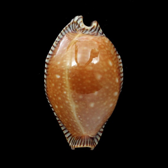 guttata surinensis 53,0mm SUPERB