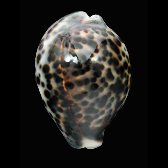 tigris 70,69mm INDONESIA