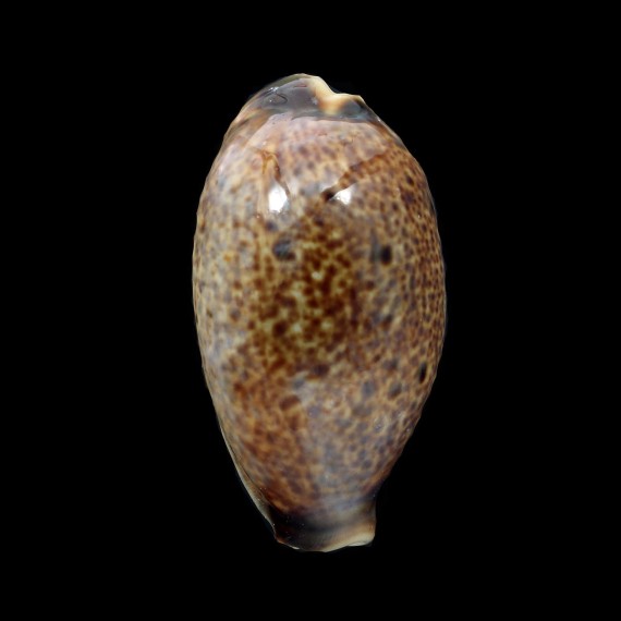 lynx vanelli 63,8mm