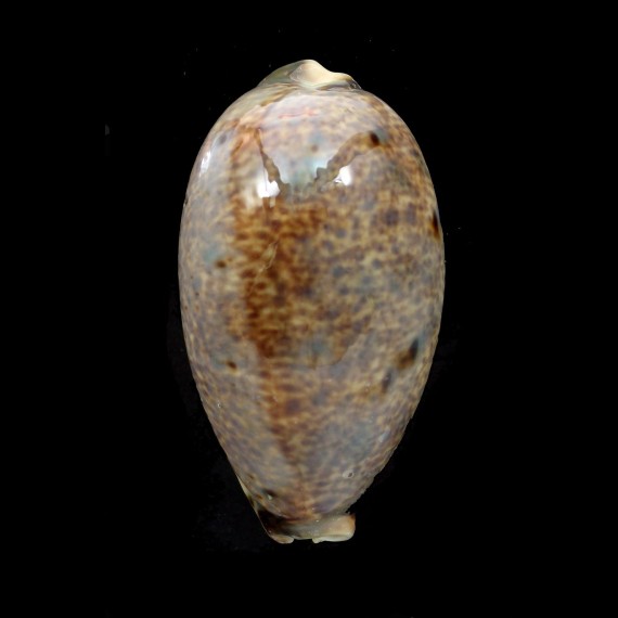 lynx vanelli 71,0mm MONSTER
