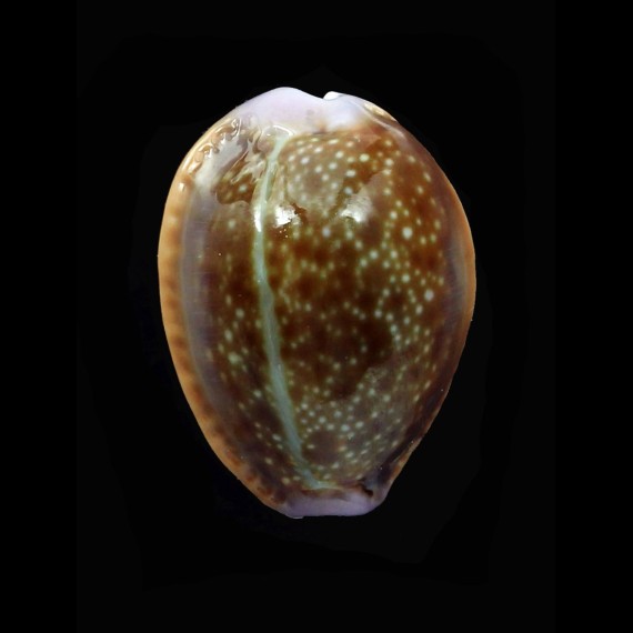 helvola hawaiensis 23,0mm