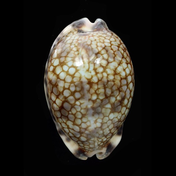histrio westralis 65,8mm