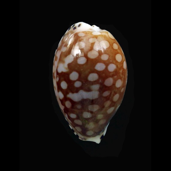 astaryi 20,5mm