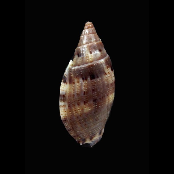 pauljohnsoni 33,0mm LIVE