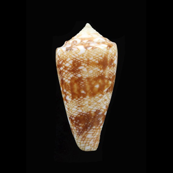 glorioceanus 42,3mm