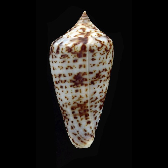 iodostoma 42,0mm SUPERB