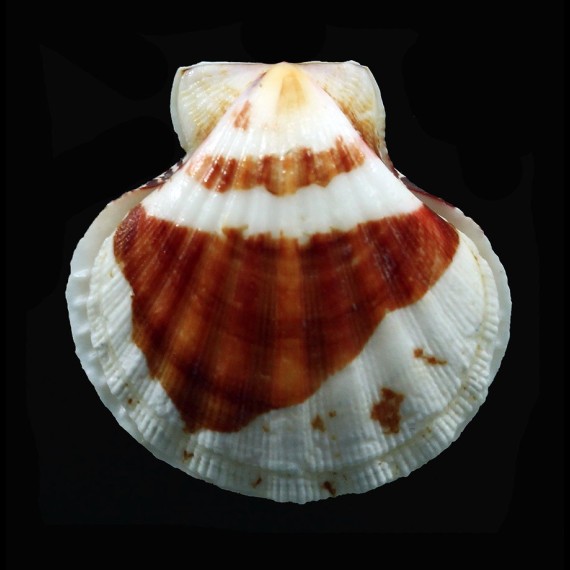 amiculum 35,0mm