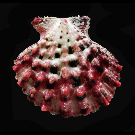 moluccensis 30,0mm