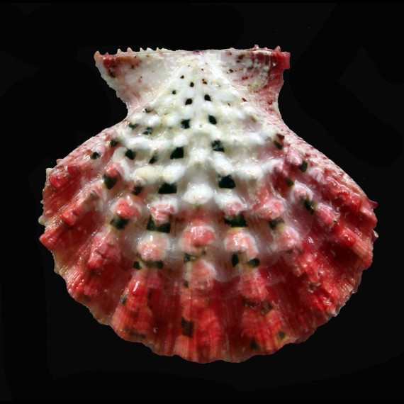 moluccensis 37,0mm
