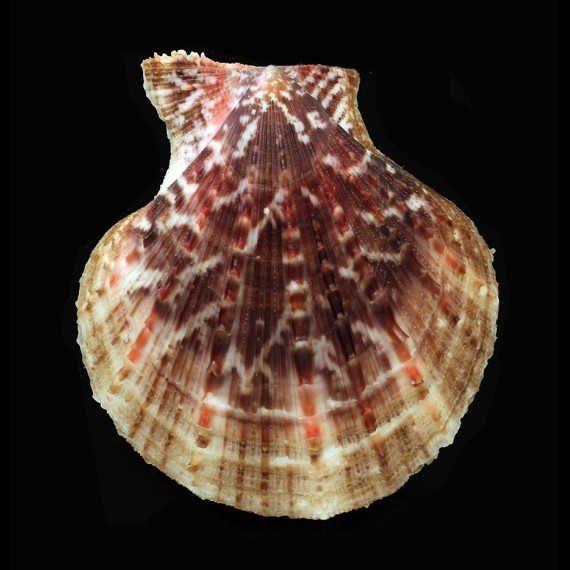 farreri 93,1mm