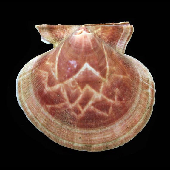 felipponei 86,0mm BIG