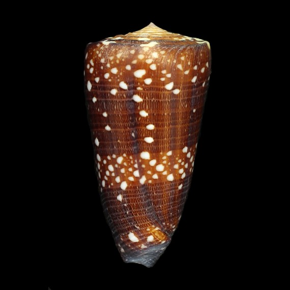 nobilis victor