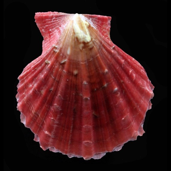 squamata 56,3mm