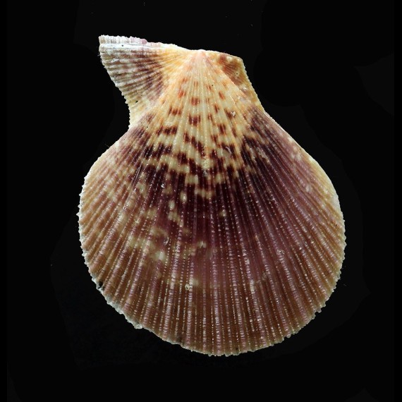 sentis 48,3mm BIG