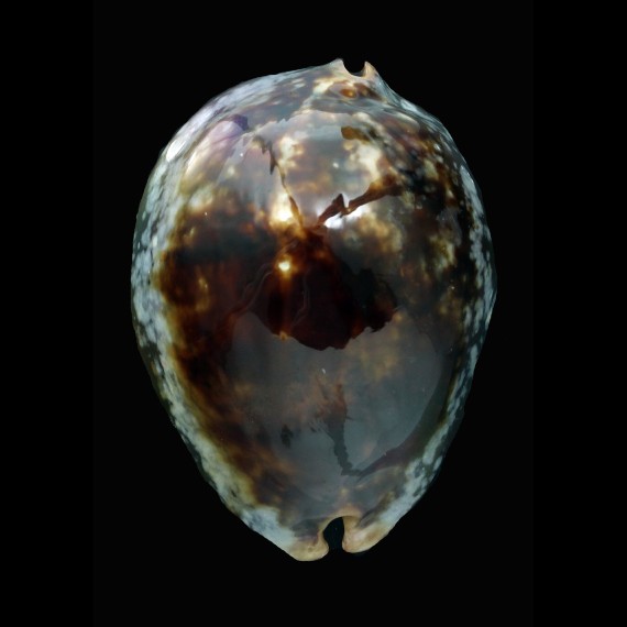 mauritiana 68,2mm