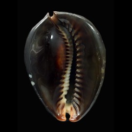mauritiana 68,2mm
