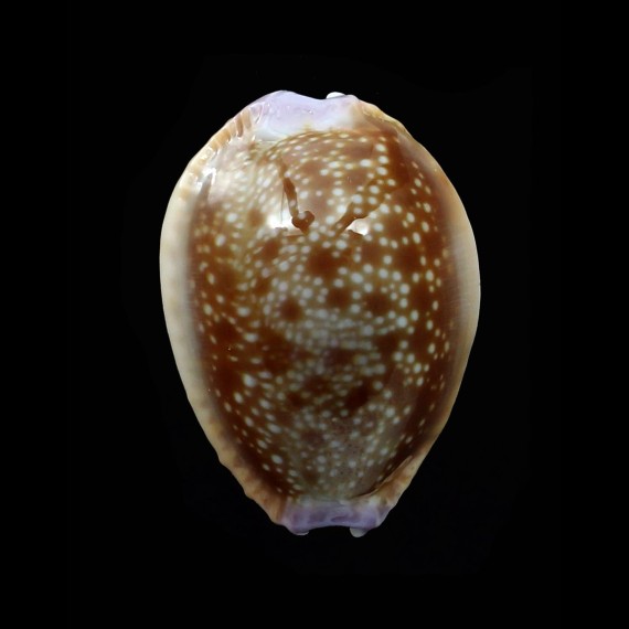 helvola hawaiensis 25,0mm
