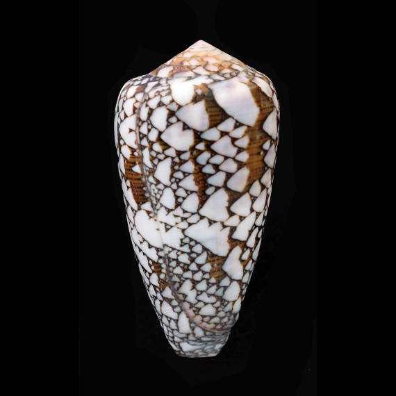 pennaceus behelokensis 64,0mm