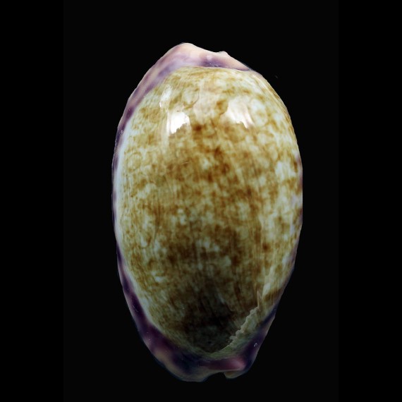 chinensis violacea 43,4mm SUPERB