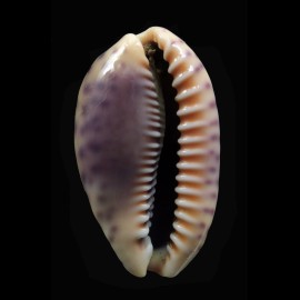 chinensis violacea 43,4mm SUPERB