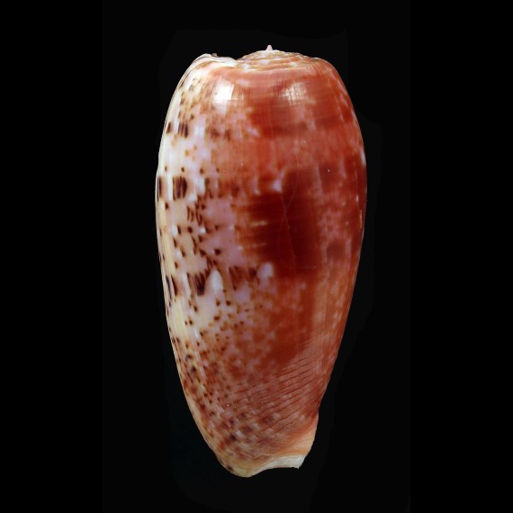 bullatus 60,0mm