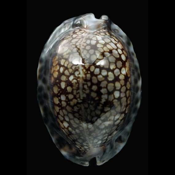 maculifera 69,0mm DARK