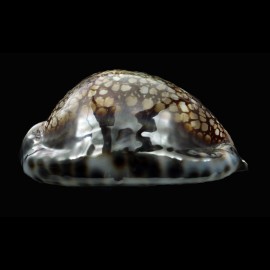 maculifera 69,0mm DARK