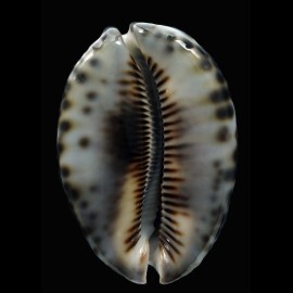 maculifera 69,0mm DARK