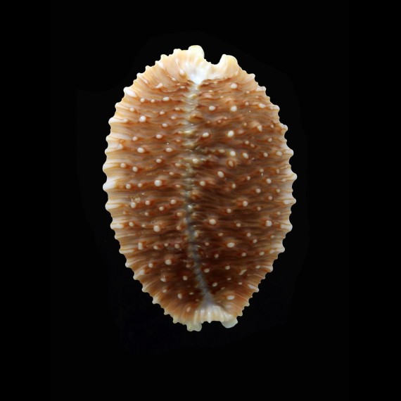 granulata 32,3mm BIG