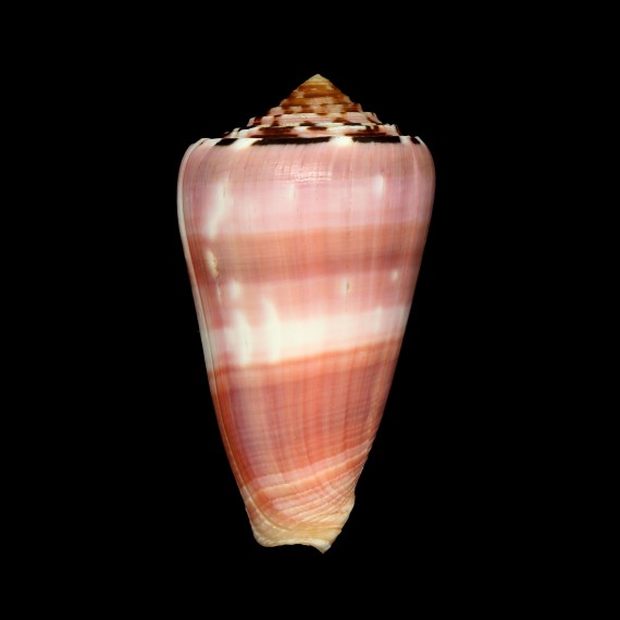 gauguini