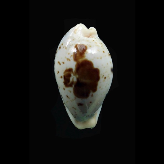 saulae 22,0mm