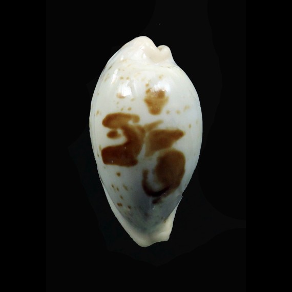 saulae 23,0mm