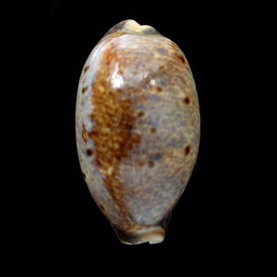 lynx vanelli 68,0mm