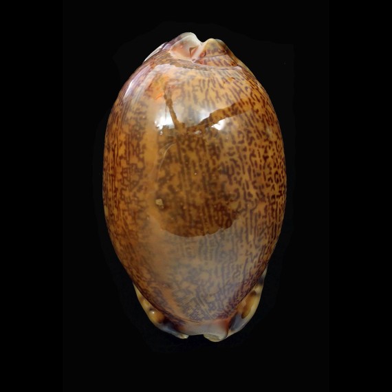 arabica 63,5mm RUSTY