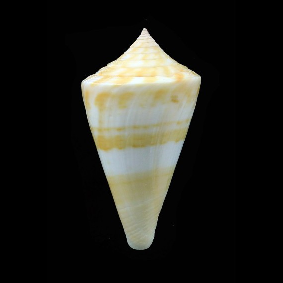 stimpsoni 45,0mm