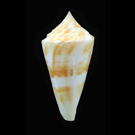 stimpsoni 44,0mm
