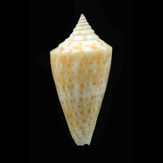 anabathrum 32,0mm