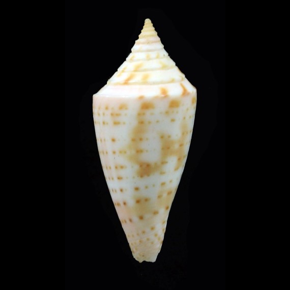 anabathrum32,0mm
