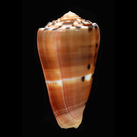 barthelemyi 69,1mm