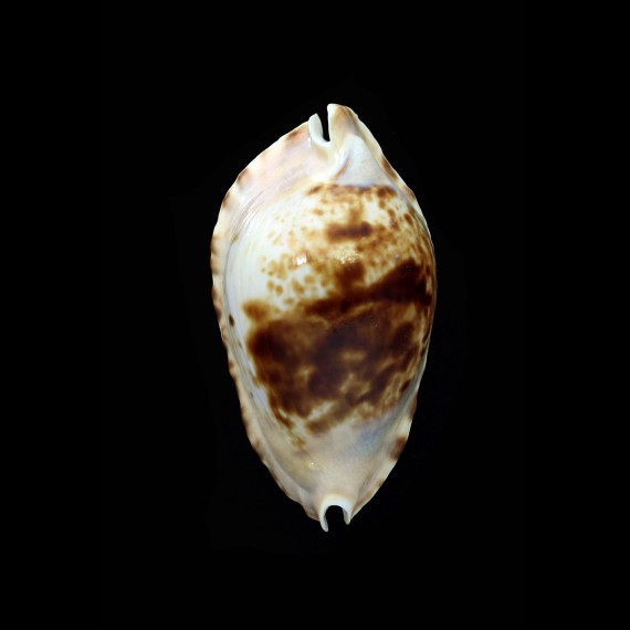 marginata consueta 60,7mm