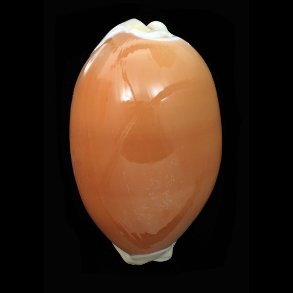 aurantium 107,1mm BIG