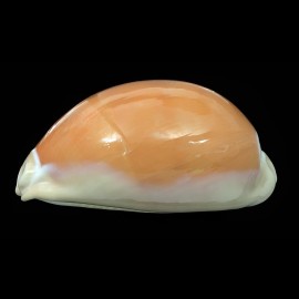 aurantium 107,1mm BIG