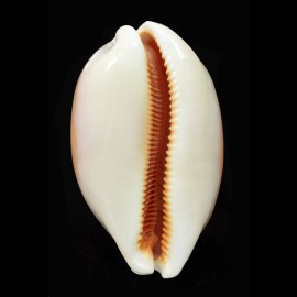 aurantium 107,1mm BIG