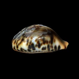 fultoni 66,5mm POR