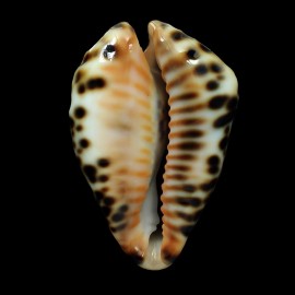 fultoni 66,5mm POR
