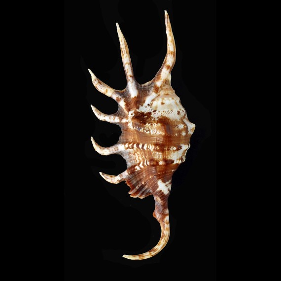 crocata 117,0mm